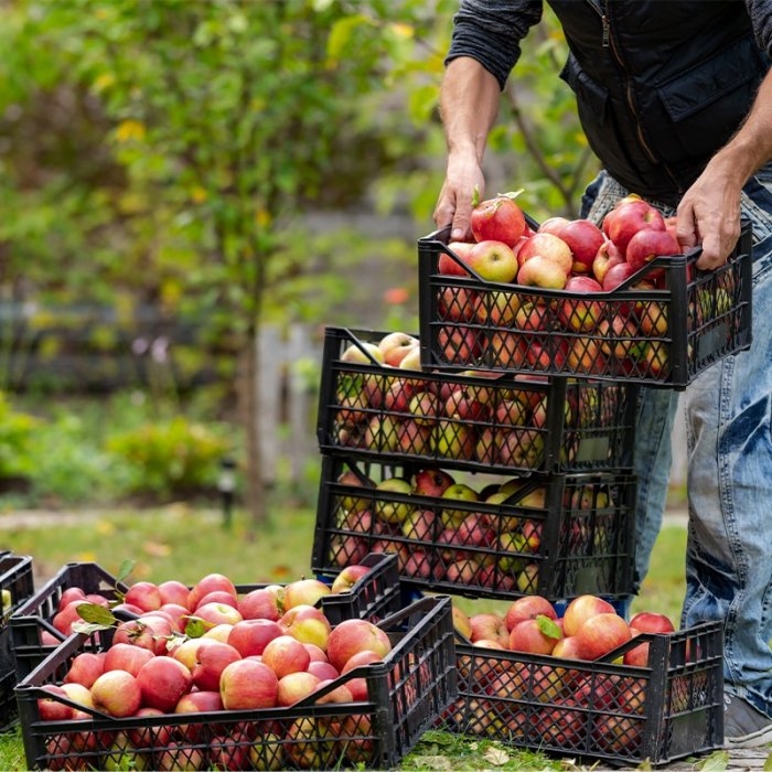 Lada Transport Pasari Si Animale Mici Dimensiune Interioara 770 x 430 x 250 mm, Dimensiune Exterioara 850 x 500 x 300 mm, Gre...